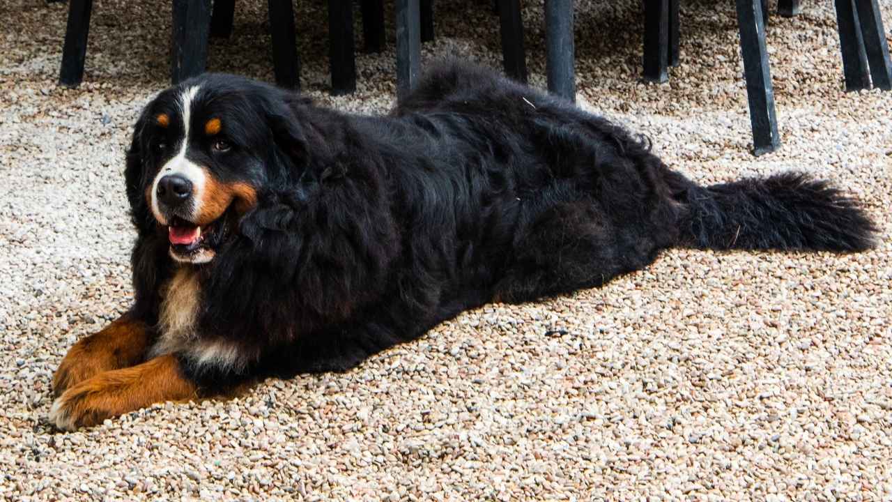 Bernese Mountain Dog