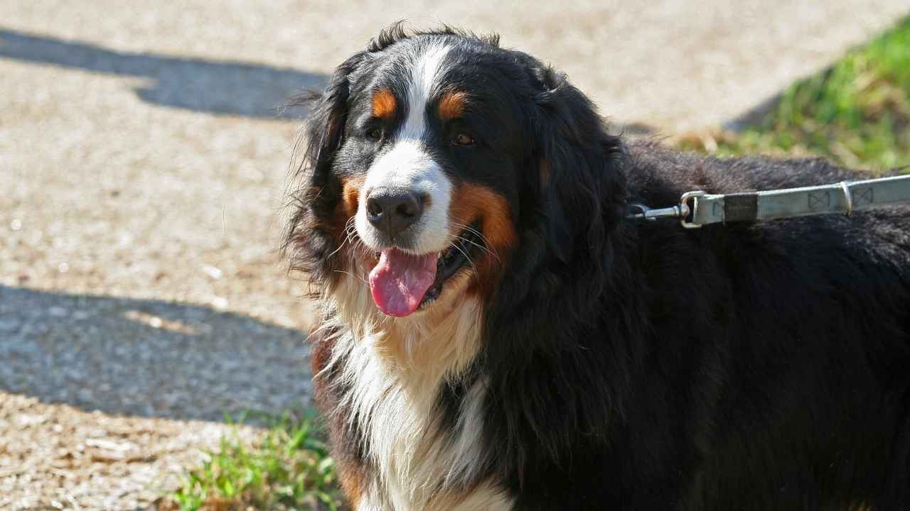 Bernese Mountain Dog