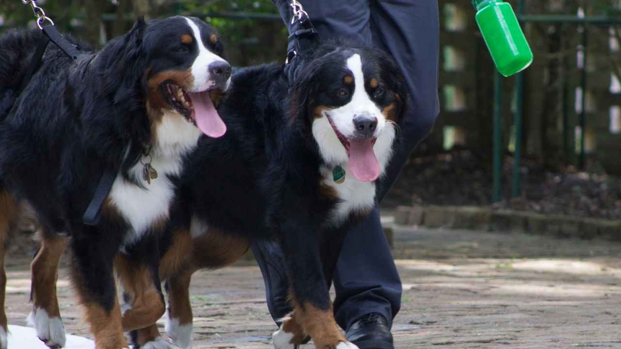 Bernese Mountain Dog