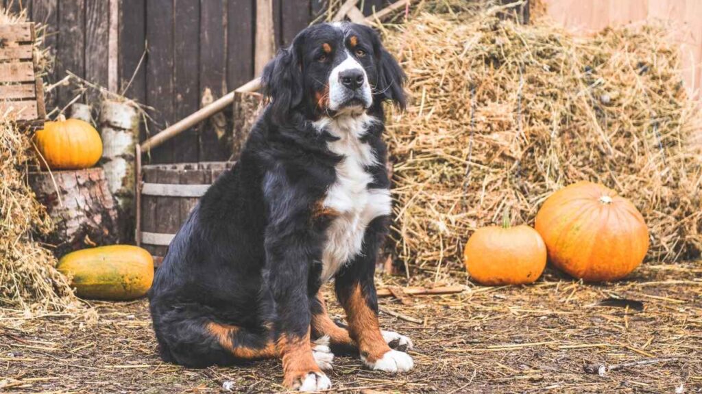 Bernese Mountain Dog