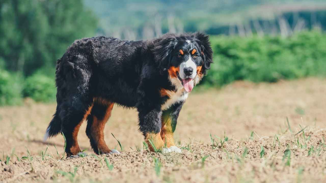 Bernese Mountain Dog