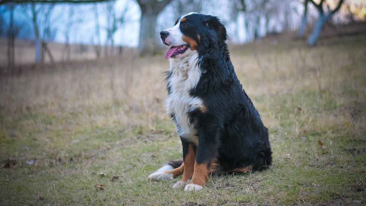 Bernese Mountain Dog