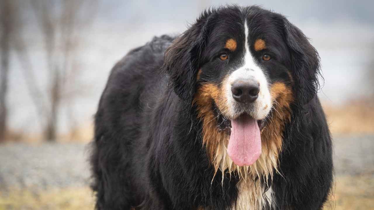 Bernese Mountain Dog