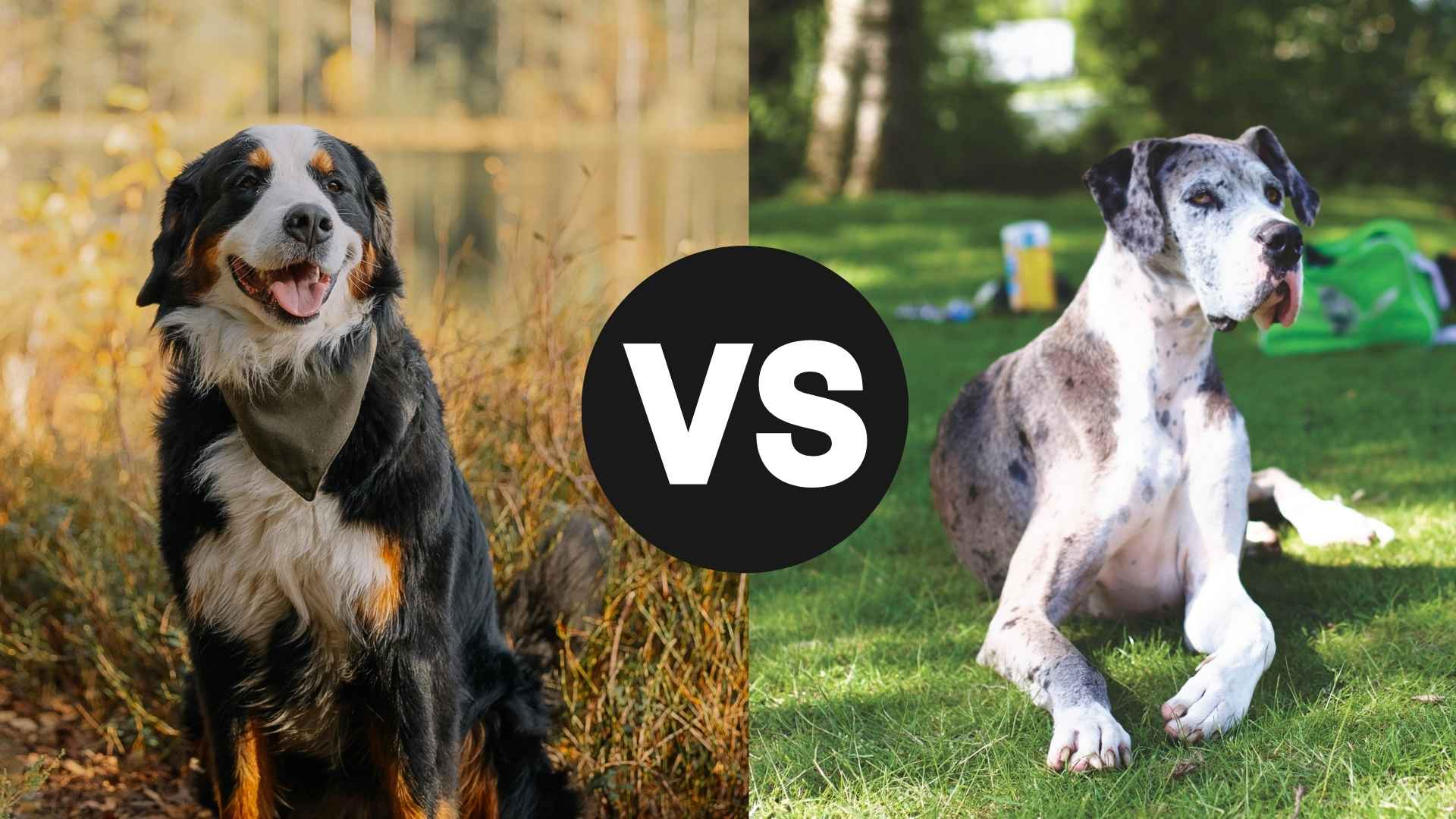 Bernese Mountain Dog vs. Great Pyrenees