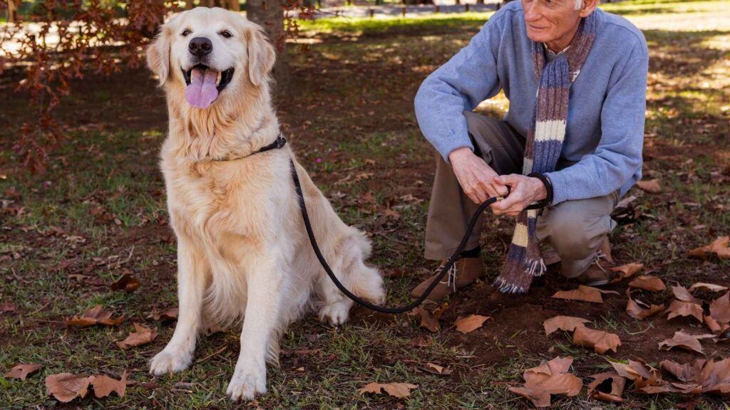 Image showcasing 13 Best Dog Breeds For Seniors That Are Low-Maintenance Ones EN Pet YOLO