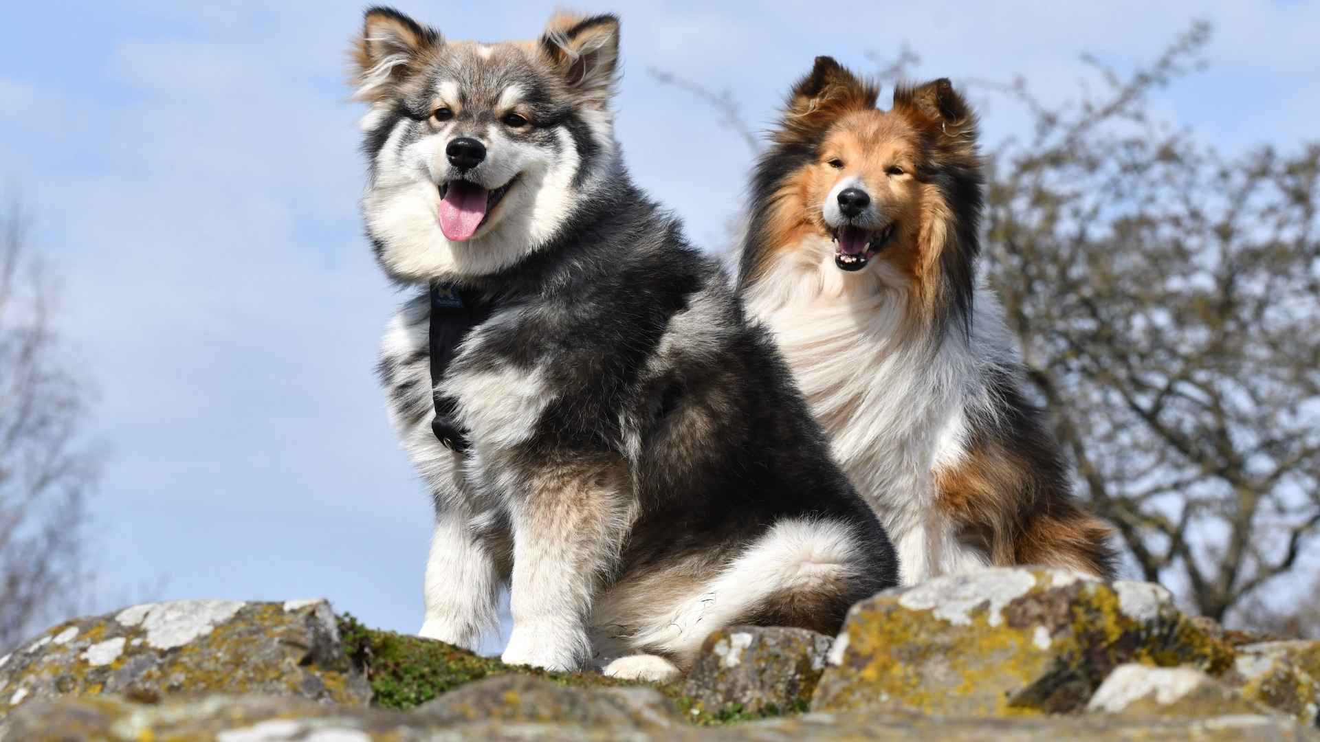 Best Double Coat Dog Breeds With Thick Fur