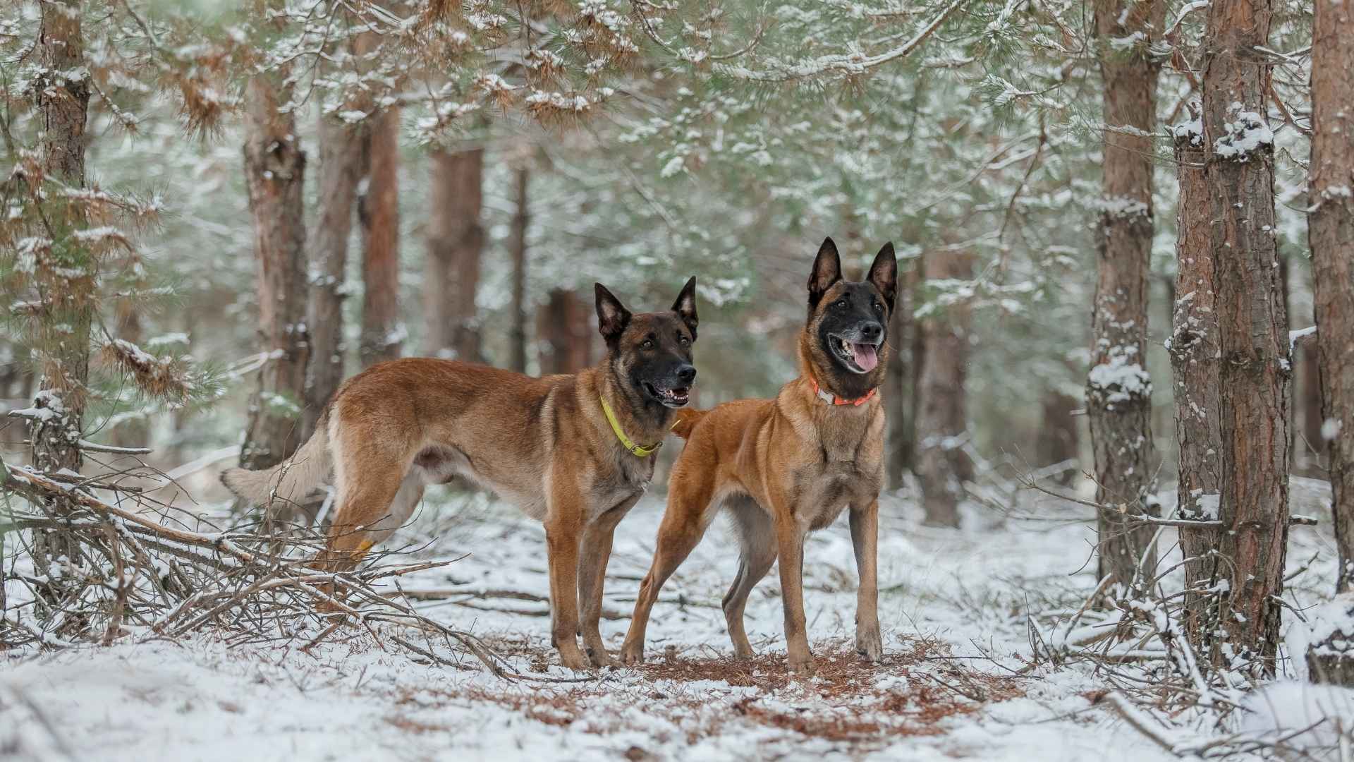 Best Double Coated Guard Dog Breeds for Harsh Environments