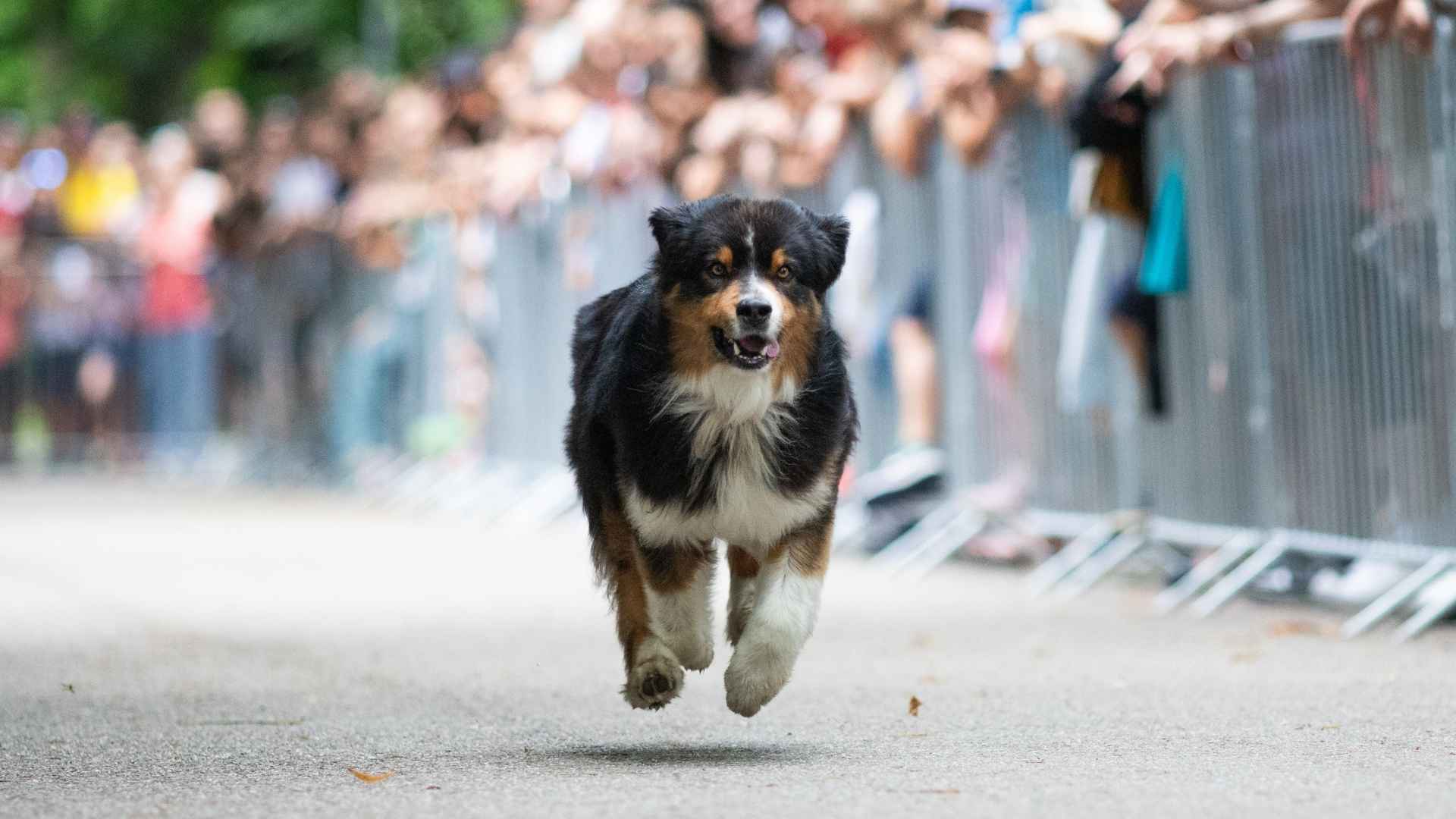 Best Sporting Large Dog Breeds The Ultimate Canine Athletes