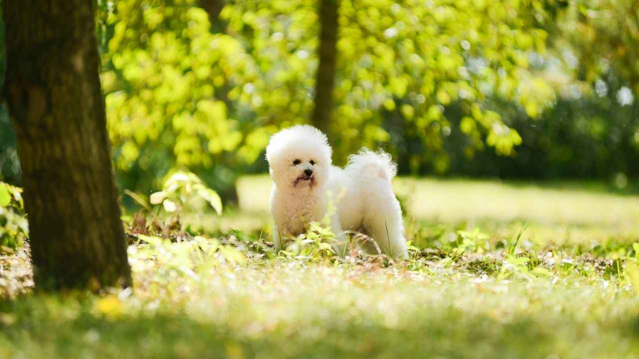 Bichon Frise