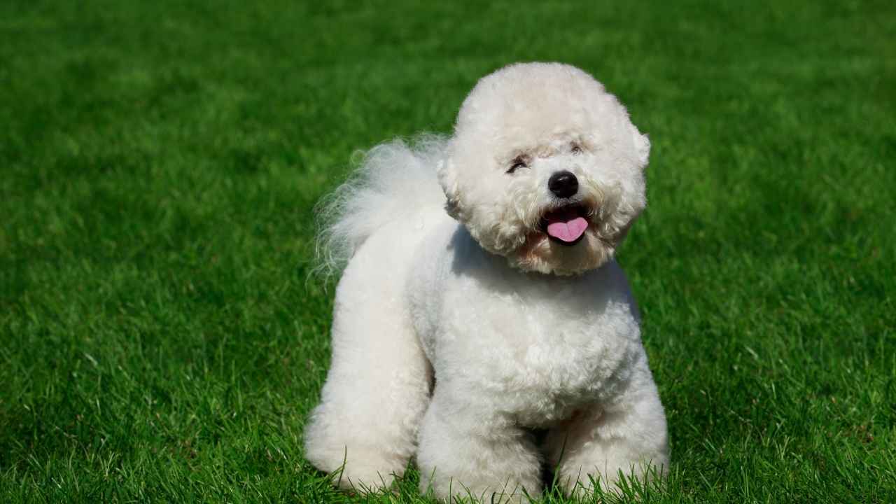 Bichon Frise