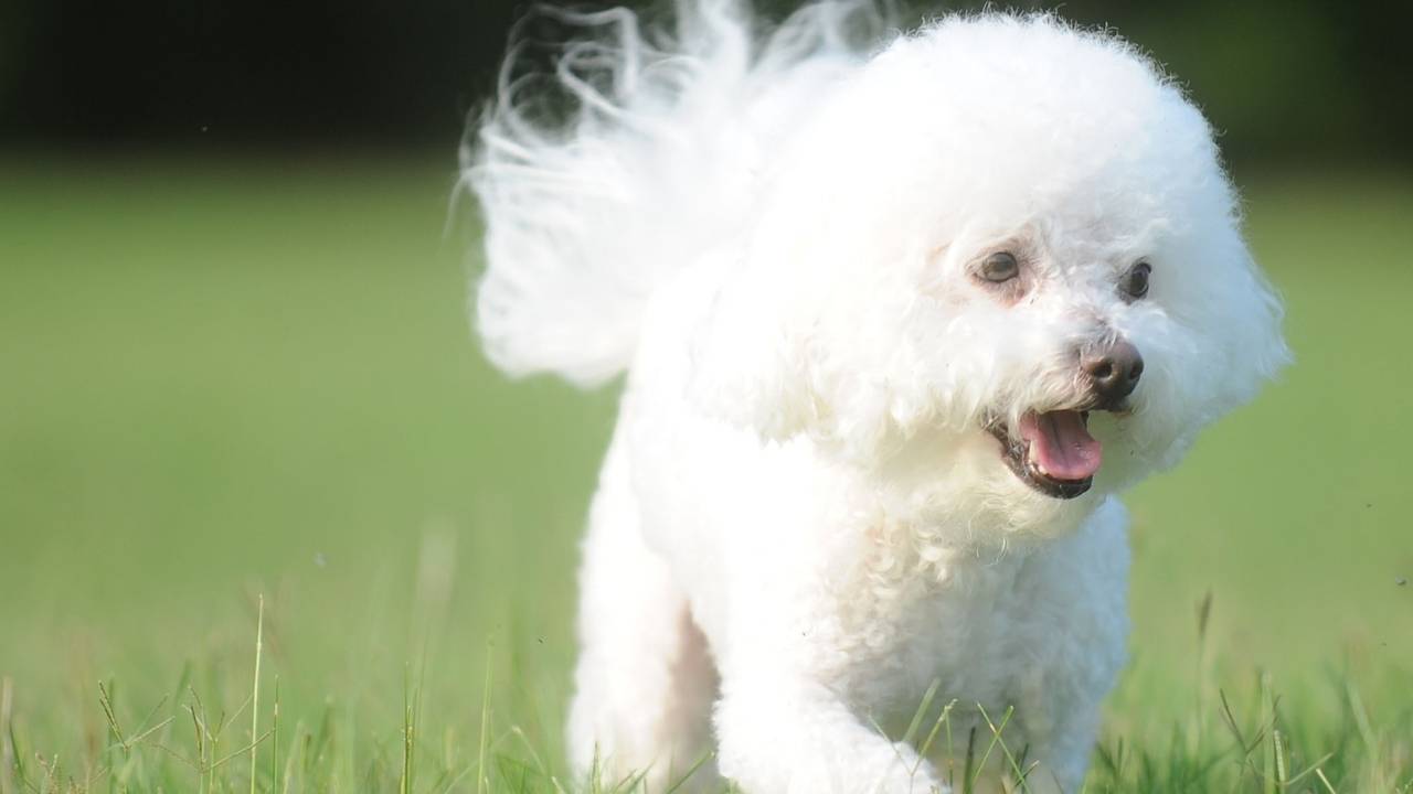 Bichon Frise