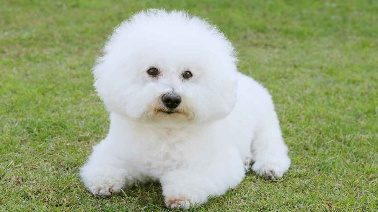 Bichon Frise