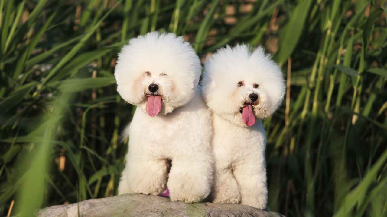 Bichon Frise