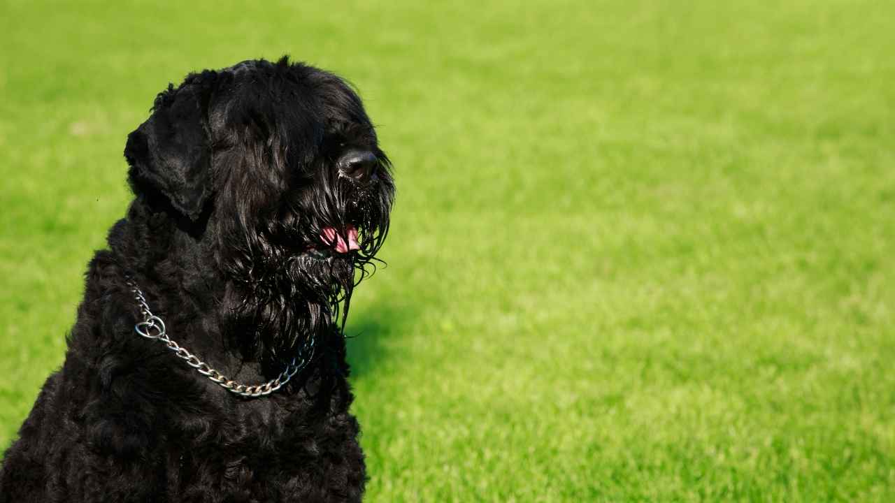 Black Russian Terrier