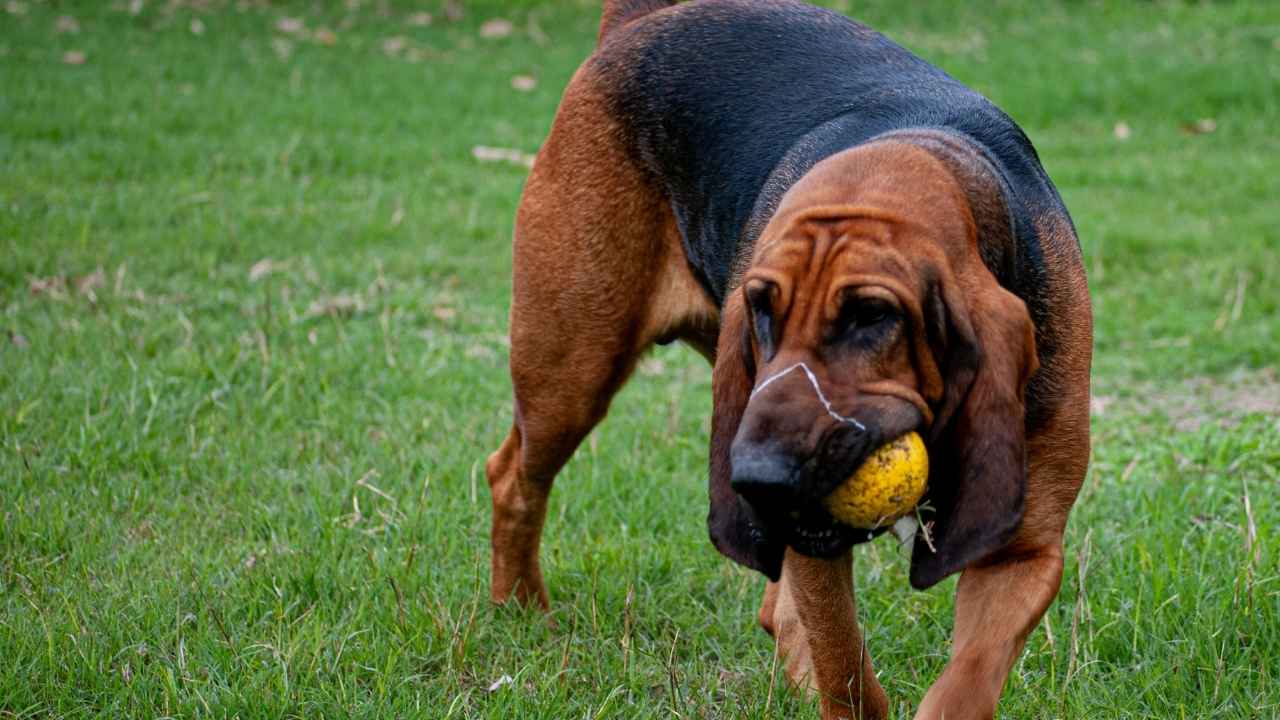 Bloodhound