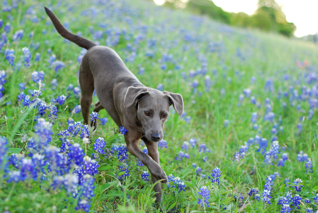 Blue Lacy