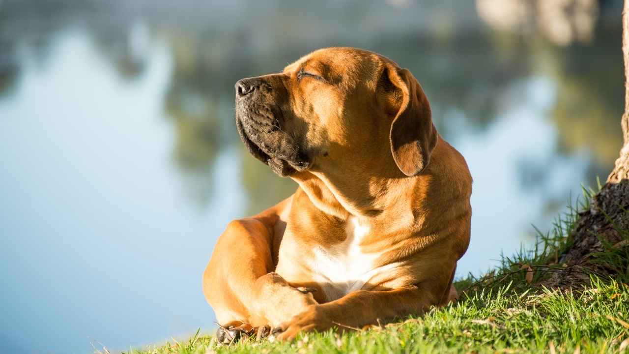 Boerboel