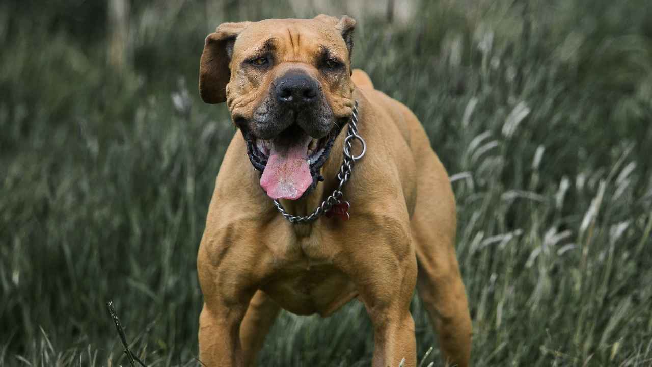 Boerboel