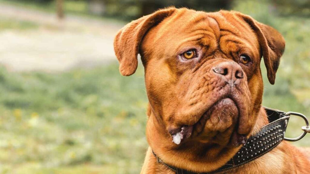 Bordeaux Mastiff (French Mastiff)