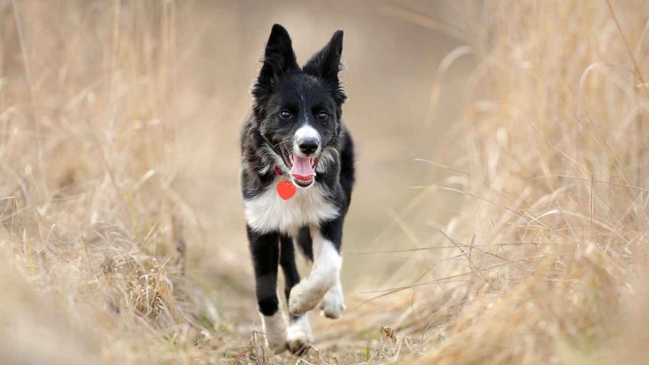 Border Collie