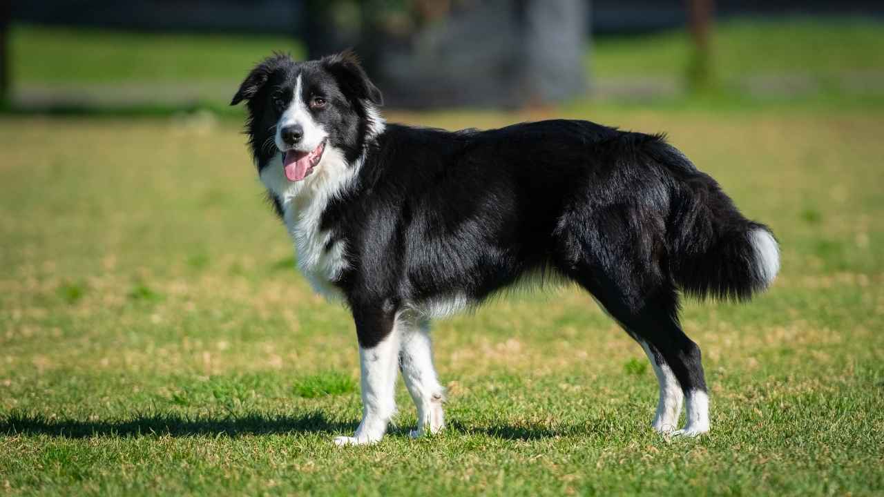 Border Collie