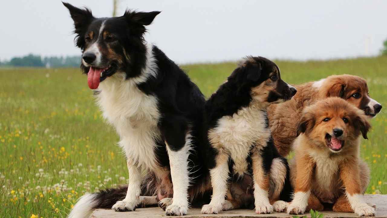 Border Collie