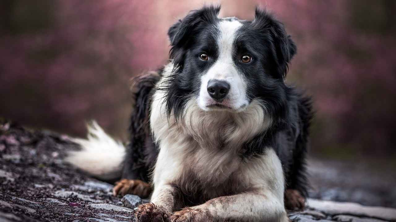 Border Collie