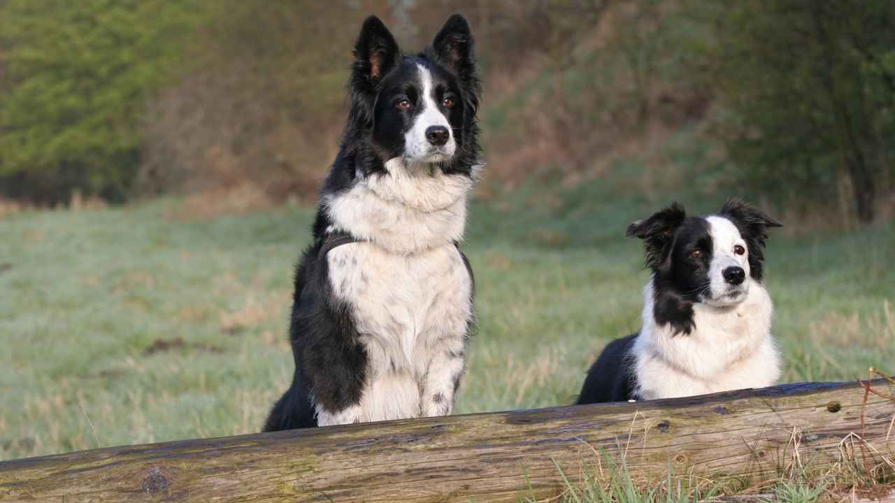 Border Collie