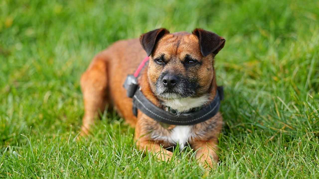 Border Terrier