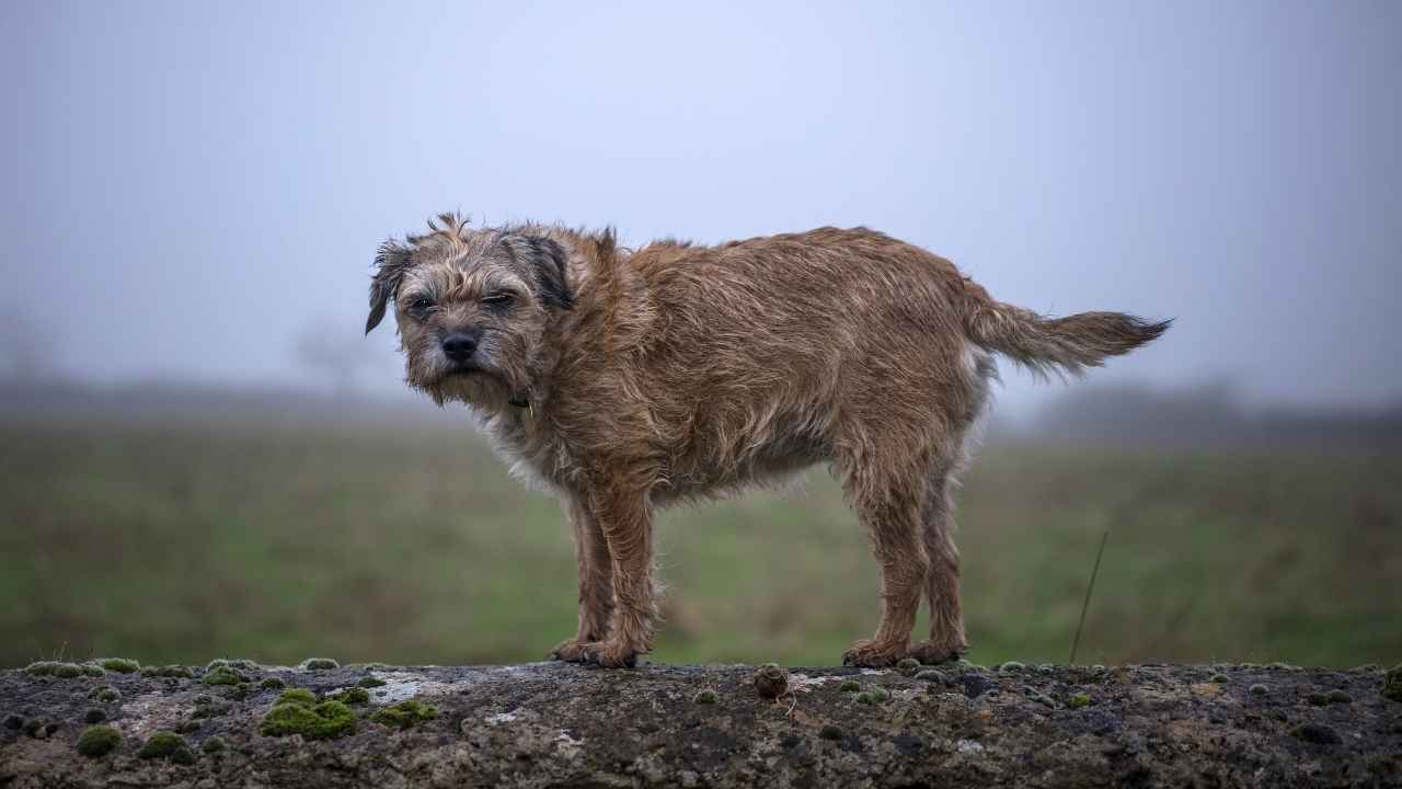 Border Terrier