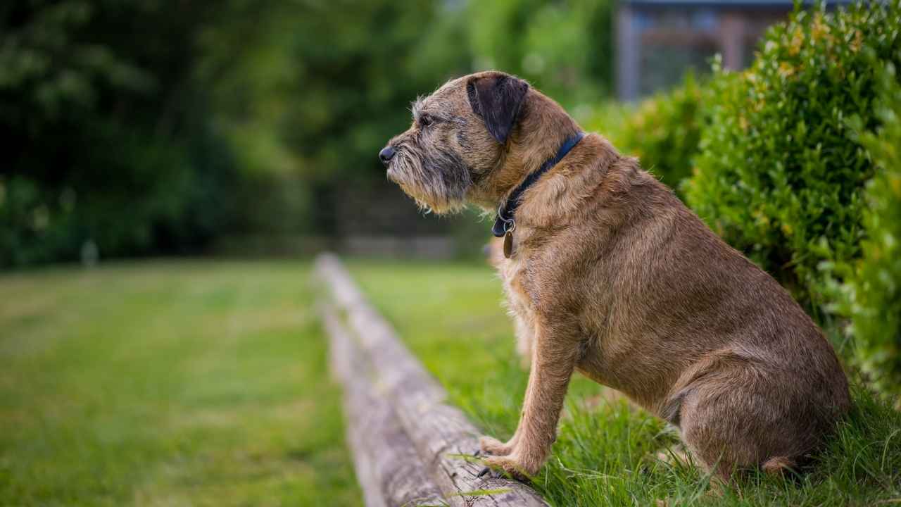 Border Terrier