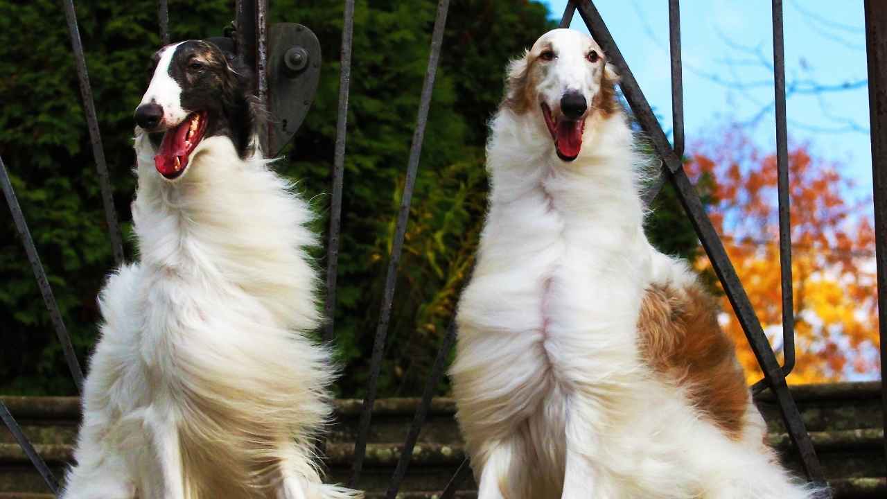 Borzoi