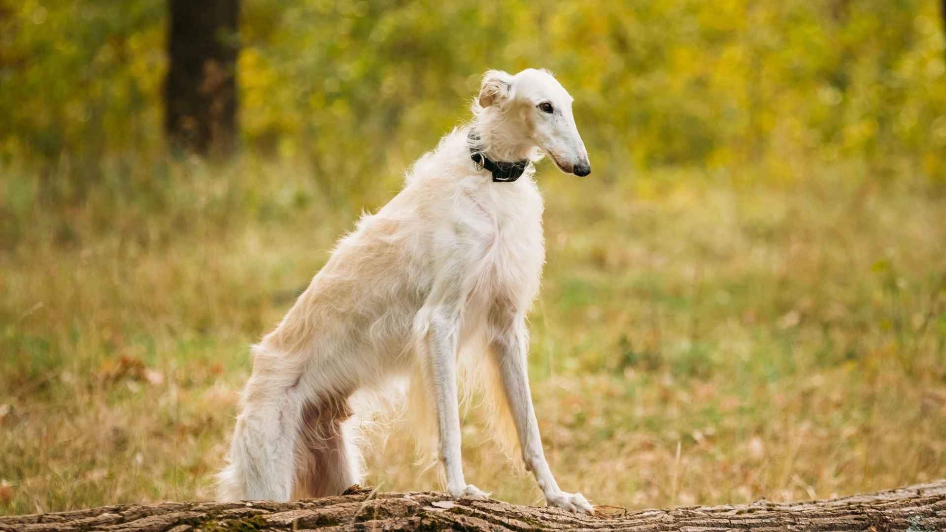 Borzoi