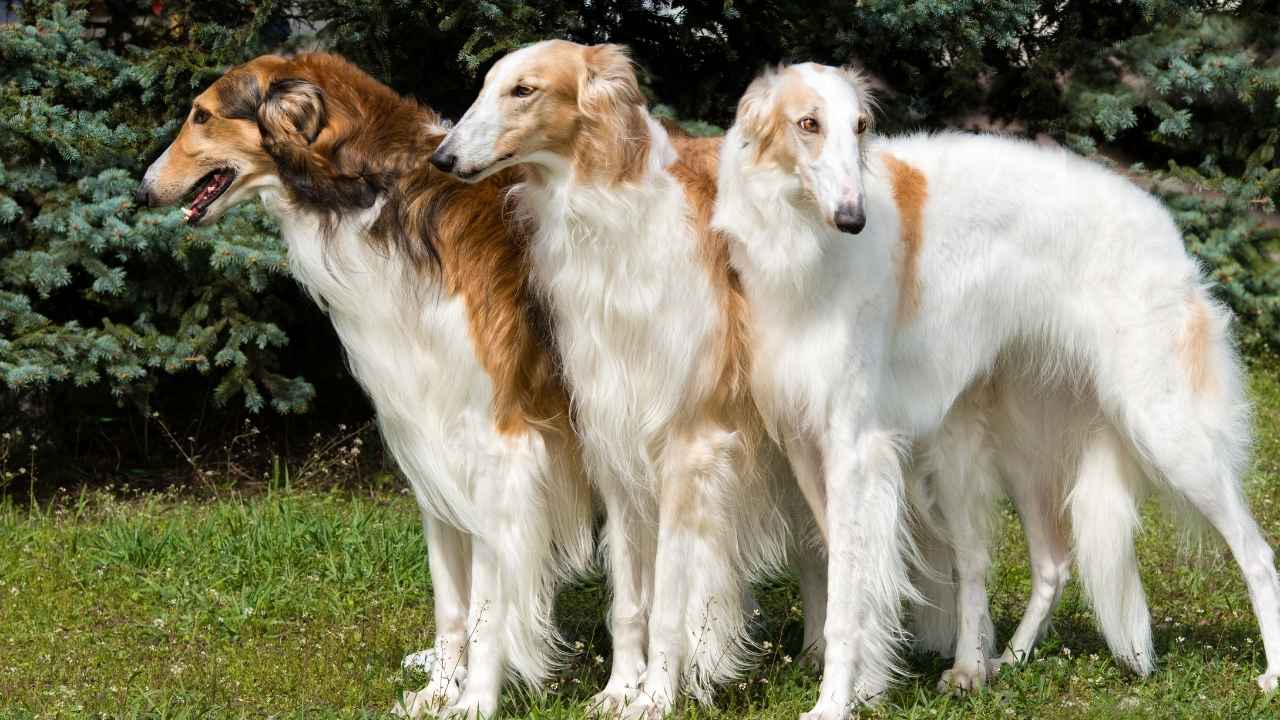 Borzoi