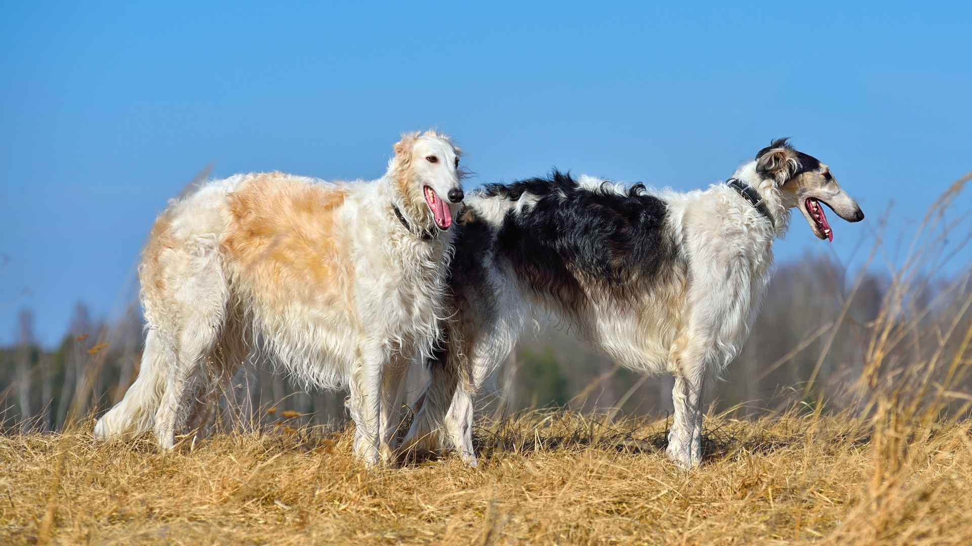 Borzoi