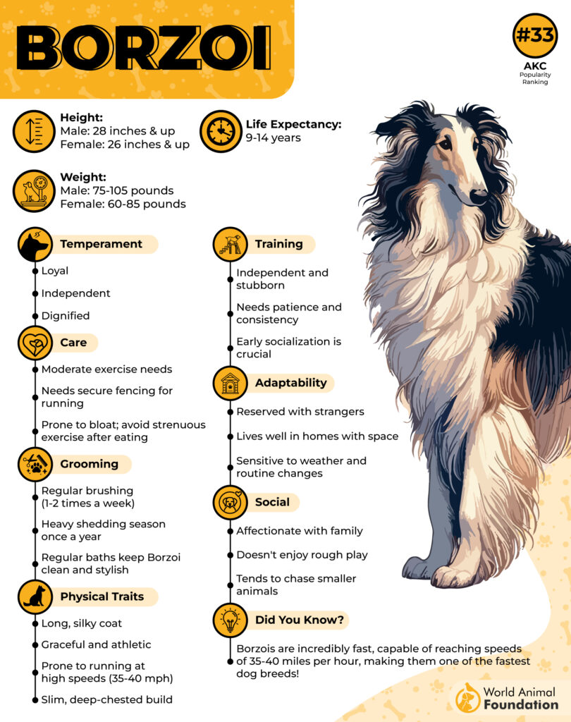 Borzoi Breed Profile 01