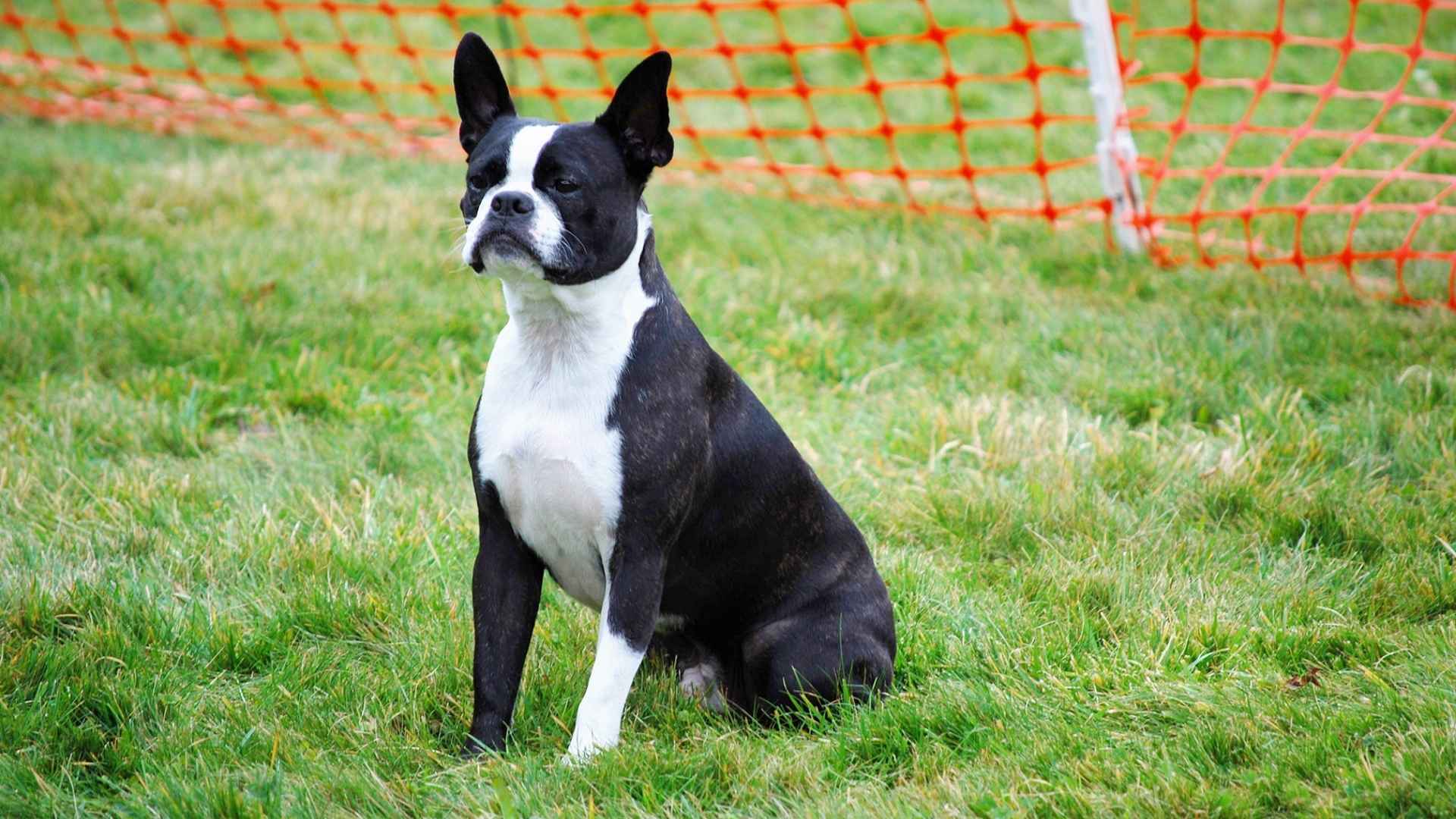 Boston Terrier