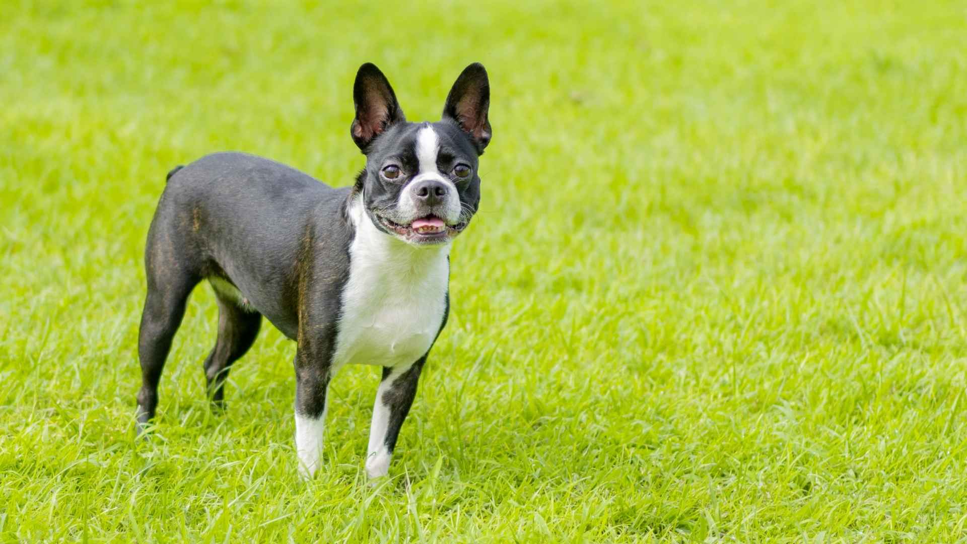 Boston Terrier