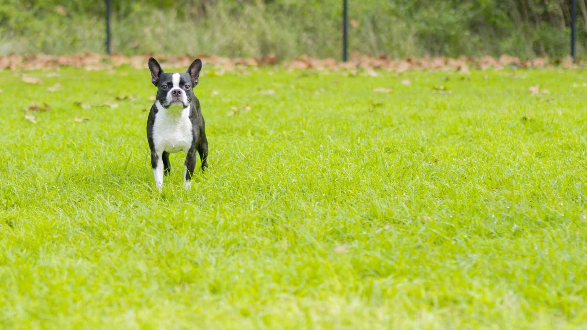 Boston Terrier