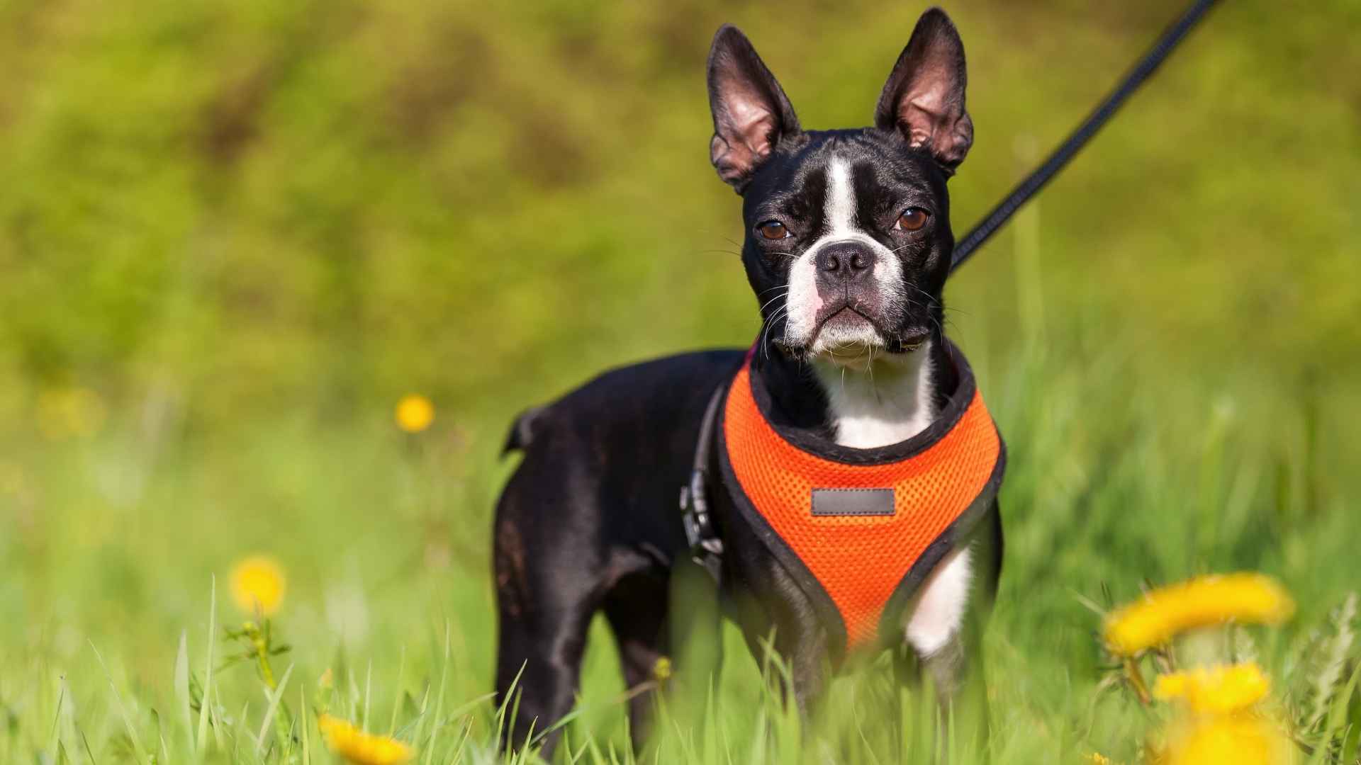 Boston Terrier