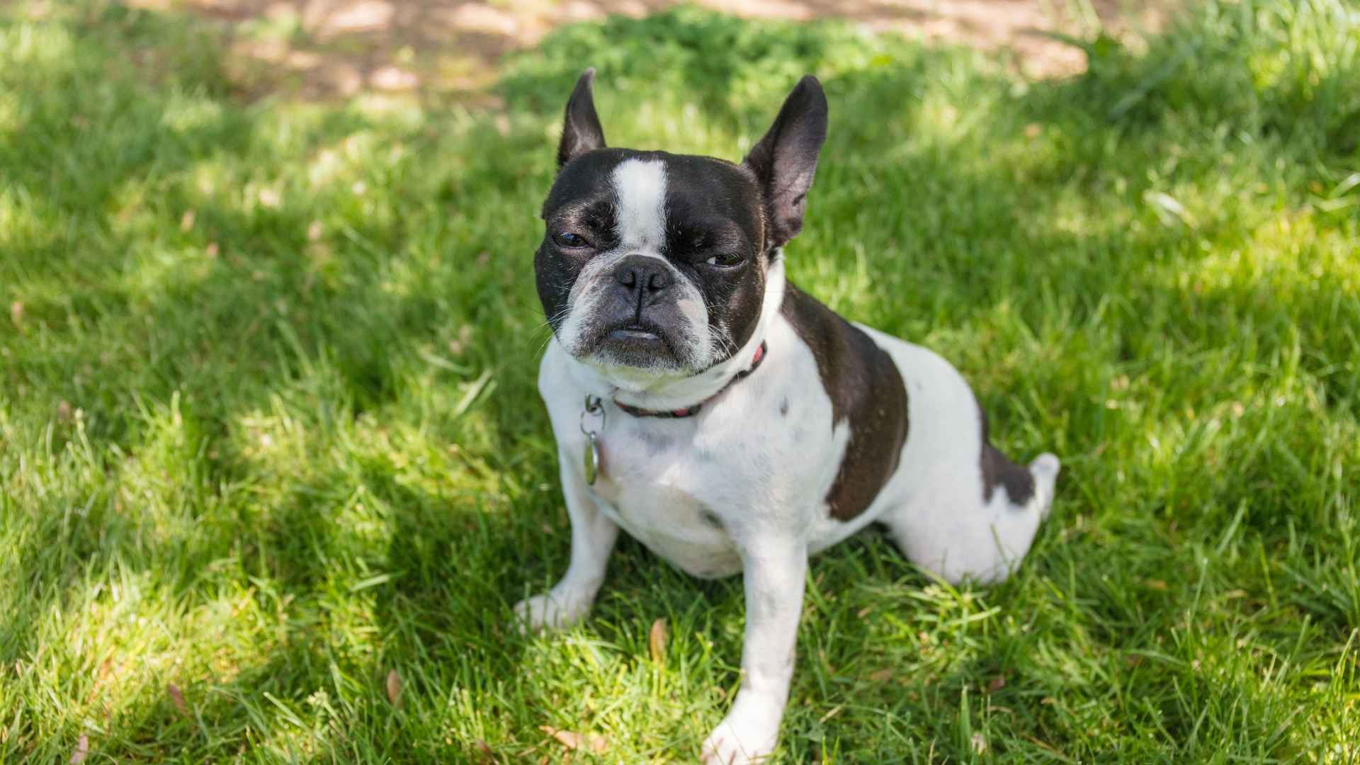 Boston Terrier