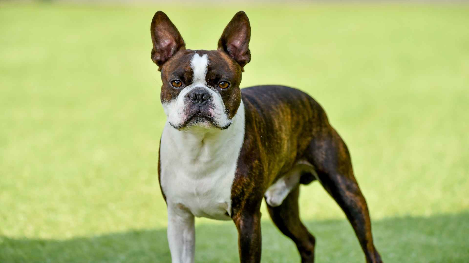 Boston Terrier