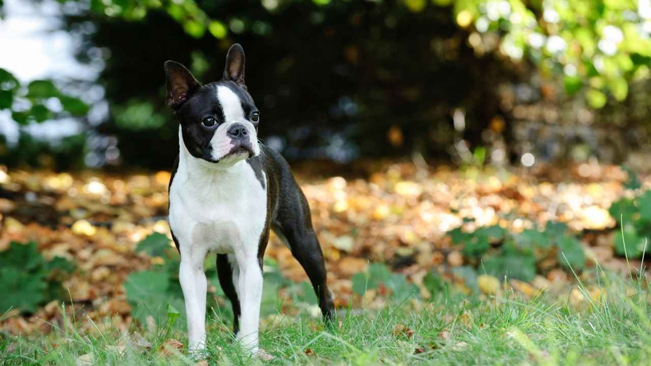 Boston Terrier