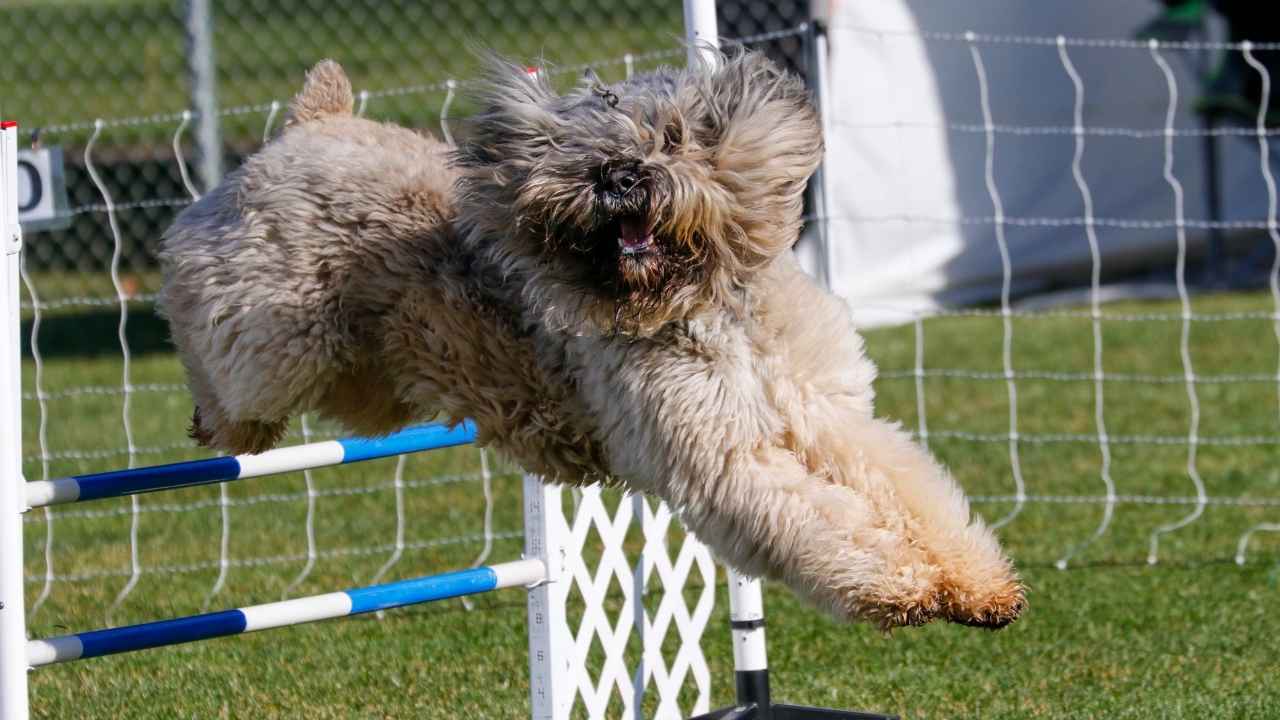 Bouvier des Flandres