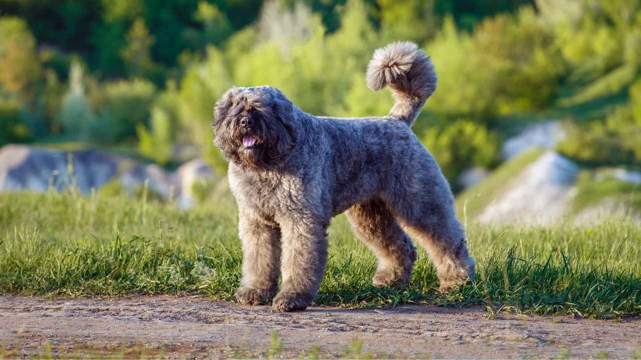 Bouvier des Flandres