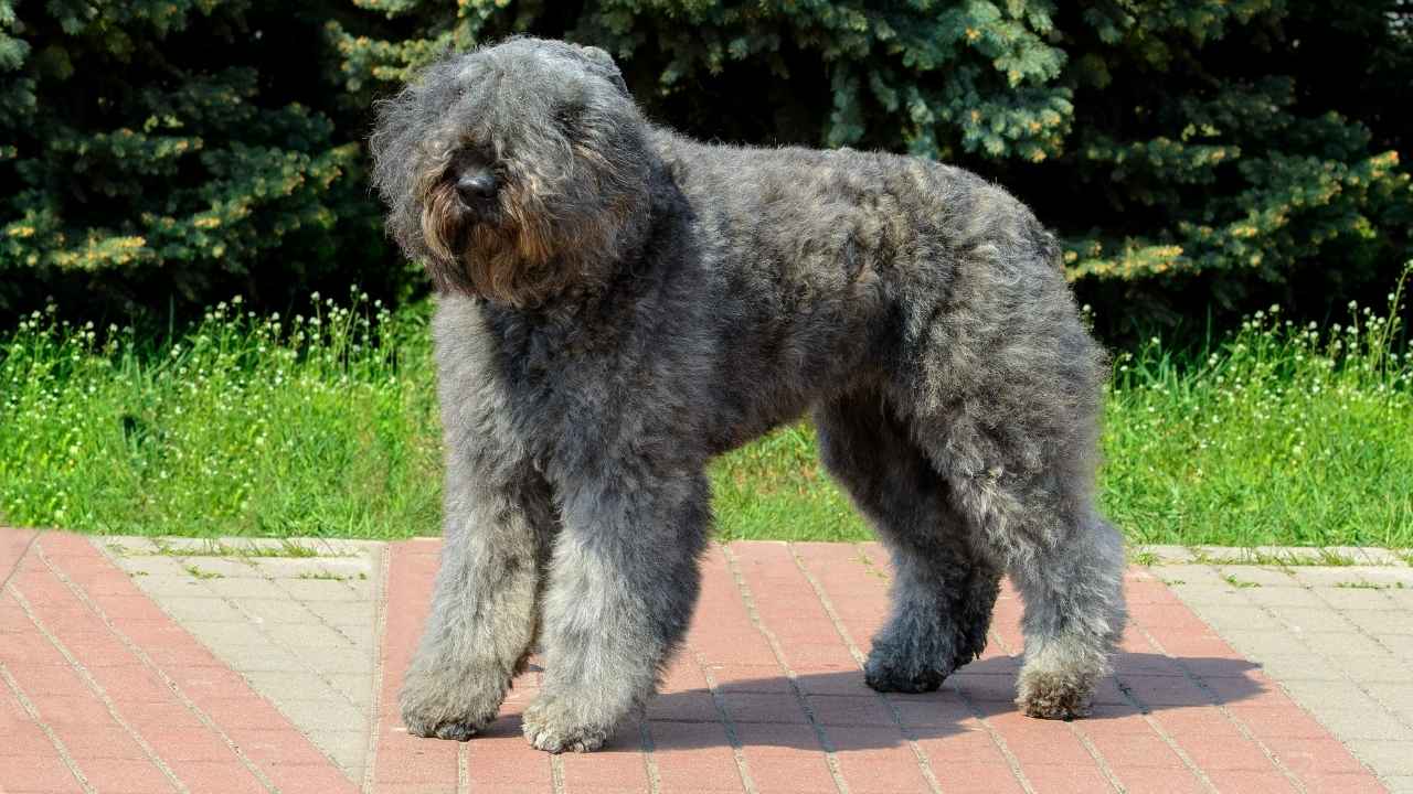 Bouvier des Flandres