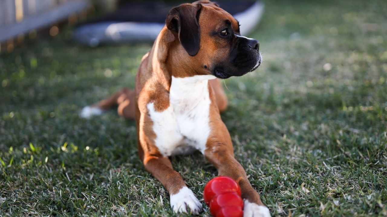 Boxer