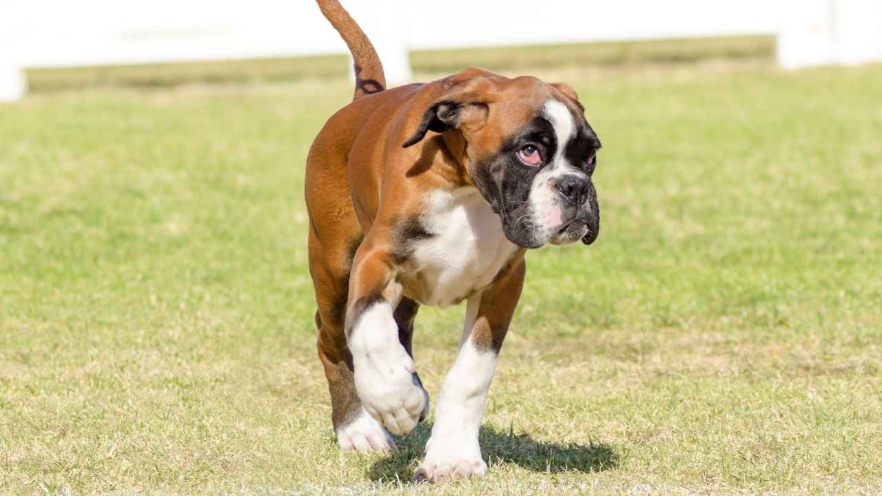 Boxer