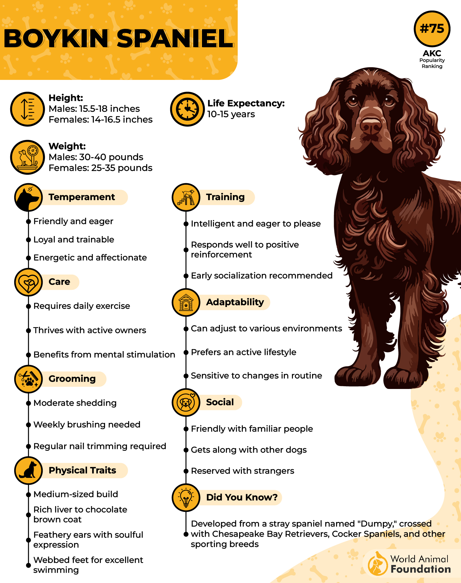 Boykin Spaniel Profile