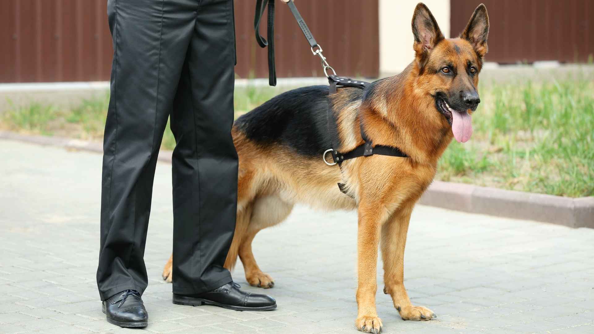 Bravest Guard Dog Breeds for Extreme Protection Roles